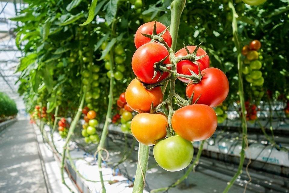 tomato-1310961_960_720|invernadero plástico
